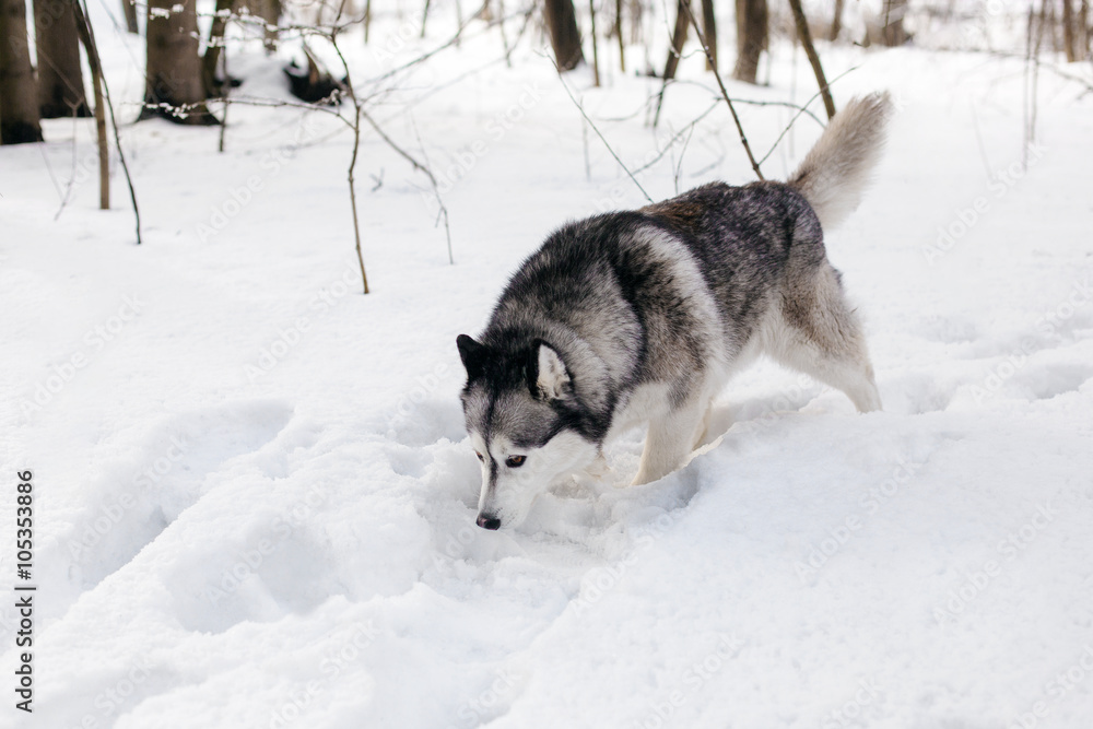 Huski is searching something on snow