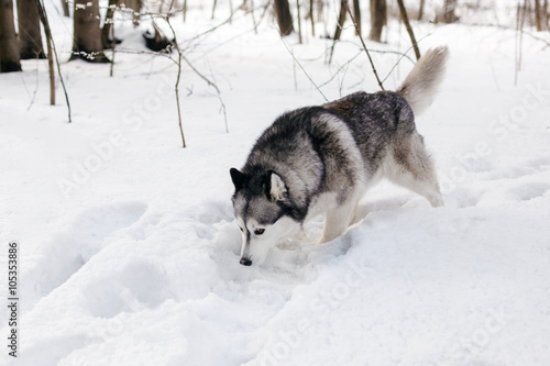 Huski is searching something on snow © Mironifamily