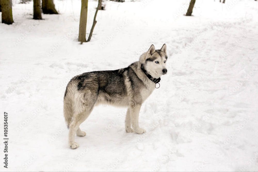Huski and snowing weather
