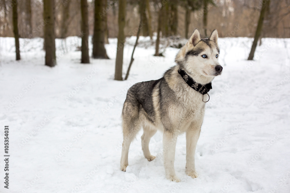 Huski with collar and snowing weather