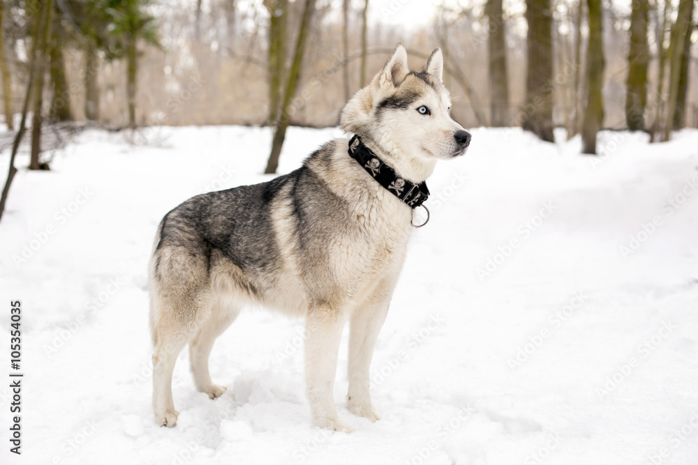 Black collar on huski and snow weather