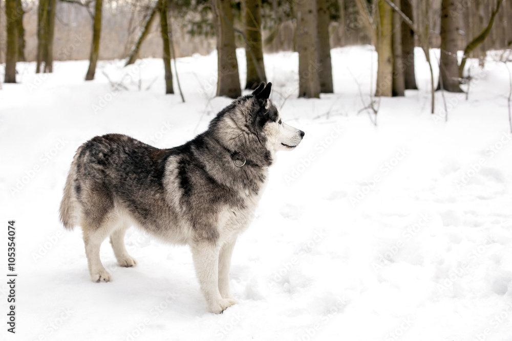 Faithful dog is waiting