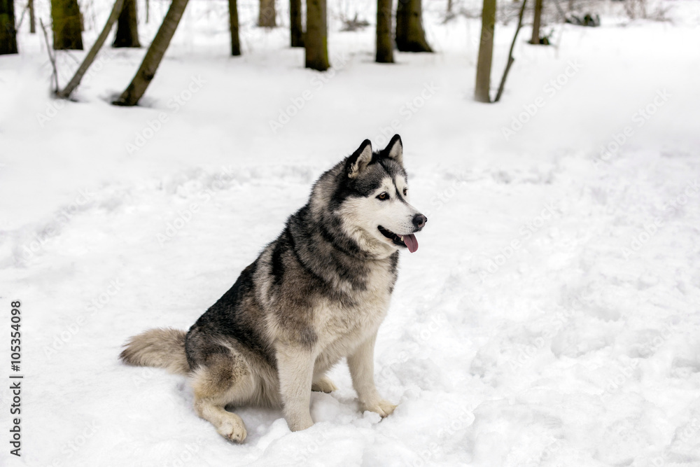 On snow faithful dog is waiting