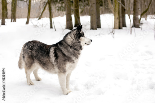 Faithful dog is waiting