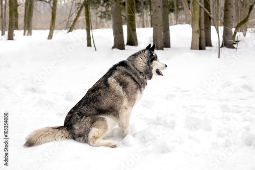 Faithful dog is waiting on snow © Mironifamily