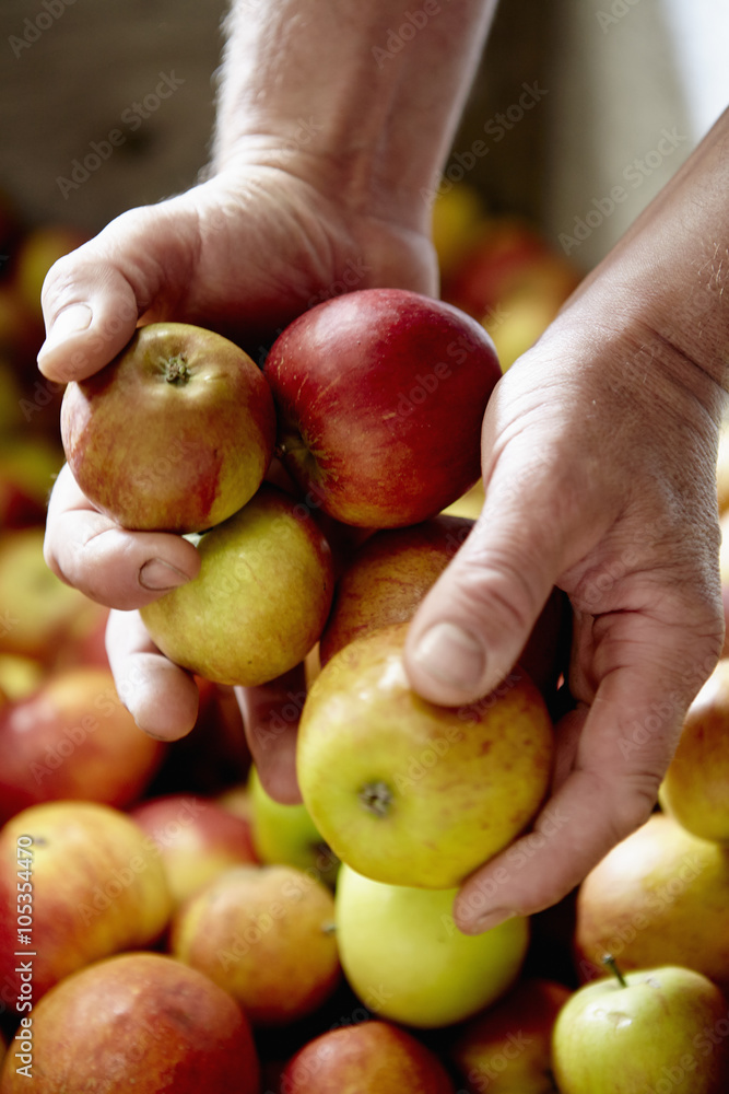 A family cider making business, A person sorting apples, A family cider making business, A person sorting apples,