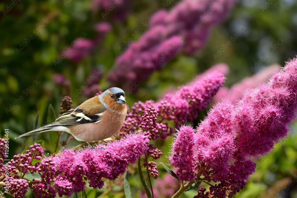 Obraz premium Frühling 296