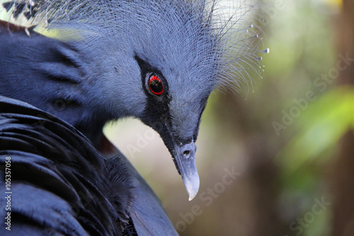 Victoria Crowned Pigeon (Goura Victoria)