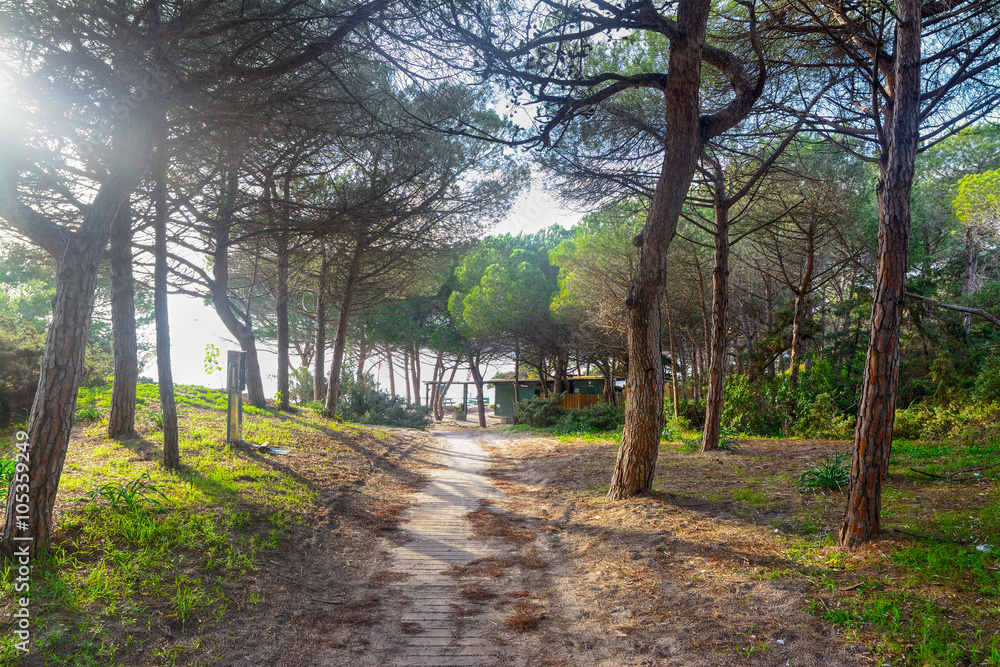 Fototapeta premium pine forest by the sea in Alghero