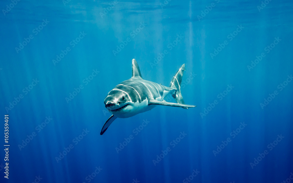 Fototapeta premium Great white shark going up to surface in the Pacific Ocean at Guadalupe Island in Mexico