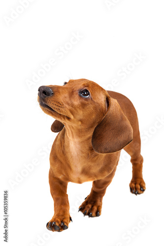 Fototapeta Naklejka Na Ścianę i Meble -  Red dachshund puppy on white background