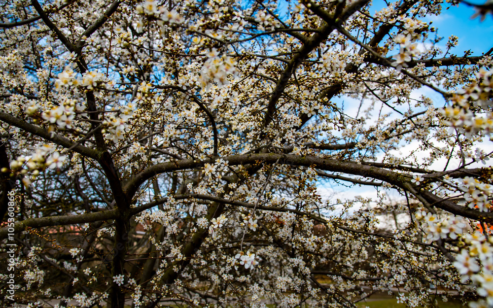 tree blossom on a sunny day in spring tree blossom on a sunny day in spring