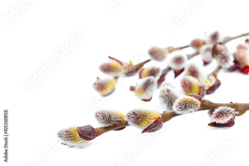 Delicate flowering willow branch on white.