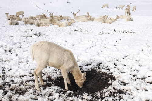 Fototapeta Naklejka Na Ścianę i Meble -  Weißes Hirschrudel im Schnee