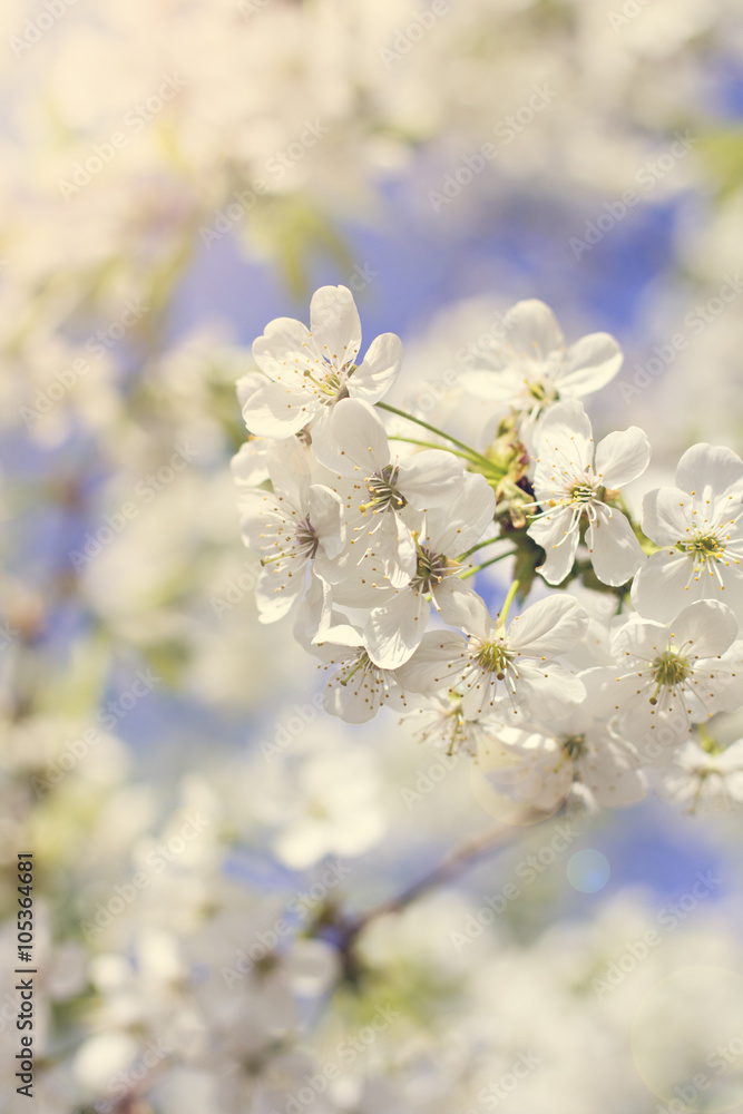 Cherry blossoms on a branch in the sunshine. Tonning photo Cherry blossoms on a branch in the sunshine. Tonning photo