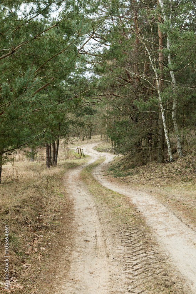 Fototapeta premium The road through the forest