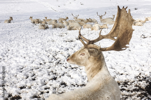 Fototapeta Naklejka Na Ścianę i Meble -  Großer weißer Hirsch mit seinem Rudel im Schnee