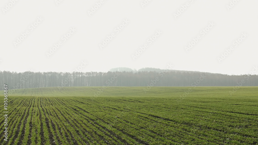 New shoots of a winter wheat on a spring field. New shoots of a winter wheat on a spring field.