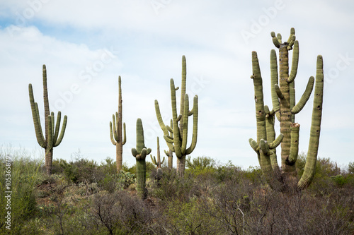 Arizona Landscapes photo