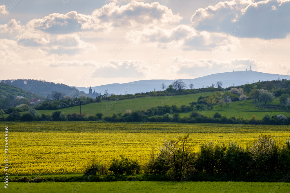 Fototapeta premium Krajobraz rzepaku przed Wernigerode Harz z Brocken