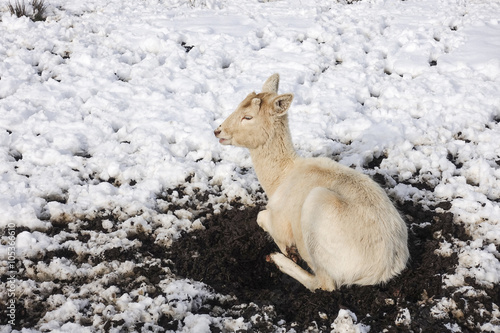 Fototapeta Naklejka Na Ścianę i Meble -  Junger weißer Hirsch ruht bequem im Schnee