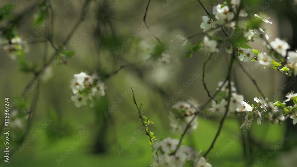blossoming tree, springtime, nature, clean, sunlight (slow motion) blossoming tree, springtime, nature, clean, sunlight (slow motion)