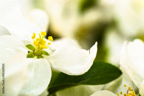 Fototapeta Naklejka Na Ścianę i Meble -  Spring blossom, macro