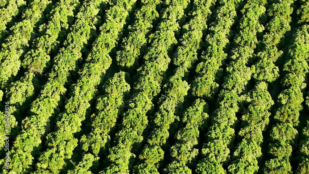 Aerial shot of orange orchard