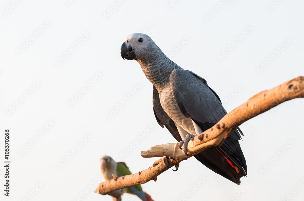 Obraz premium parrot