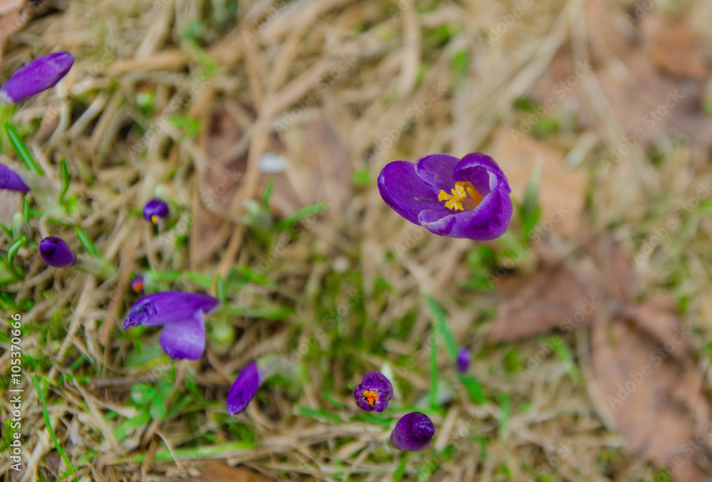 Spring violet crocus are ready for blossom Spring violet crocus are ready for blossom