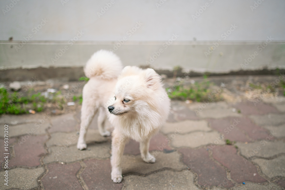 poses of White pomeranian - cute dog background & copy space
poses of White pomeranian - cute dog background & copy space