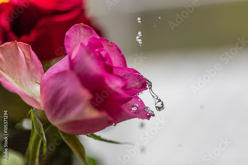 rosen und wasser photo