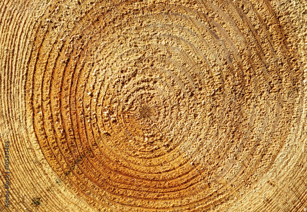 Naklejka premium Cut of long-tailed timber. Close up shot.