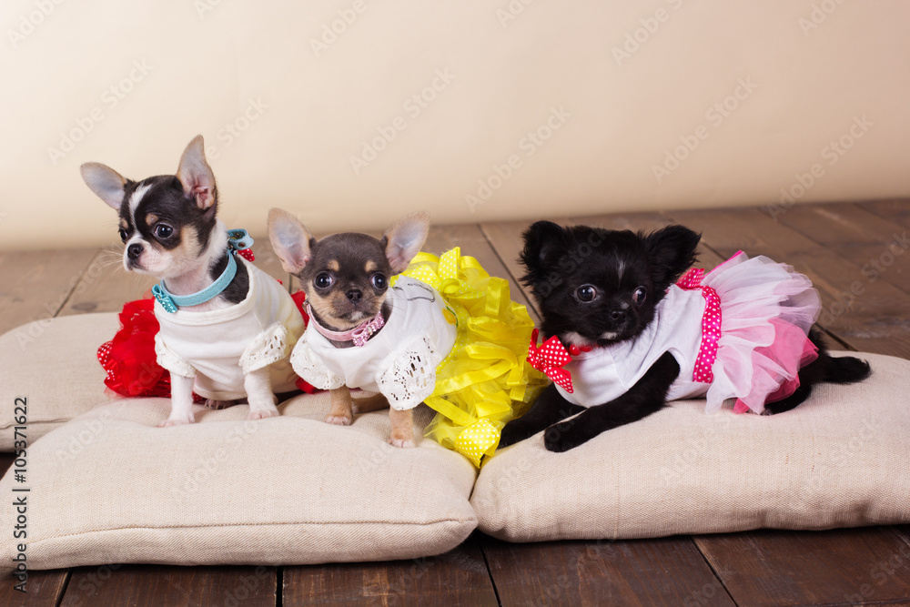 Three chihuahua puppies lying on pillows