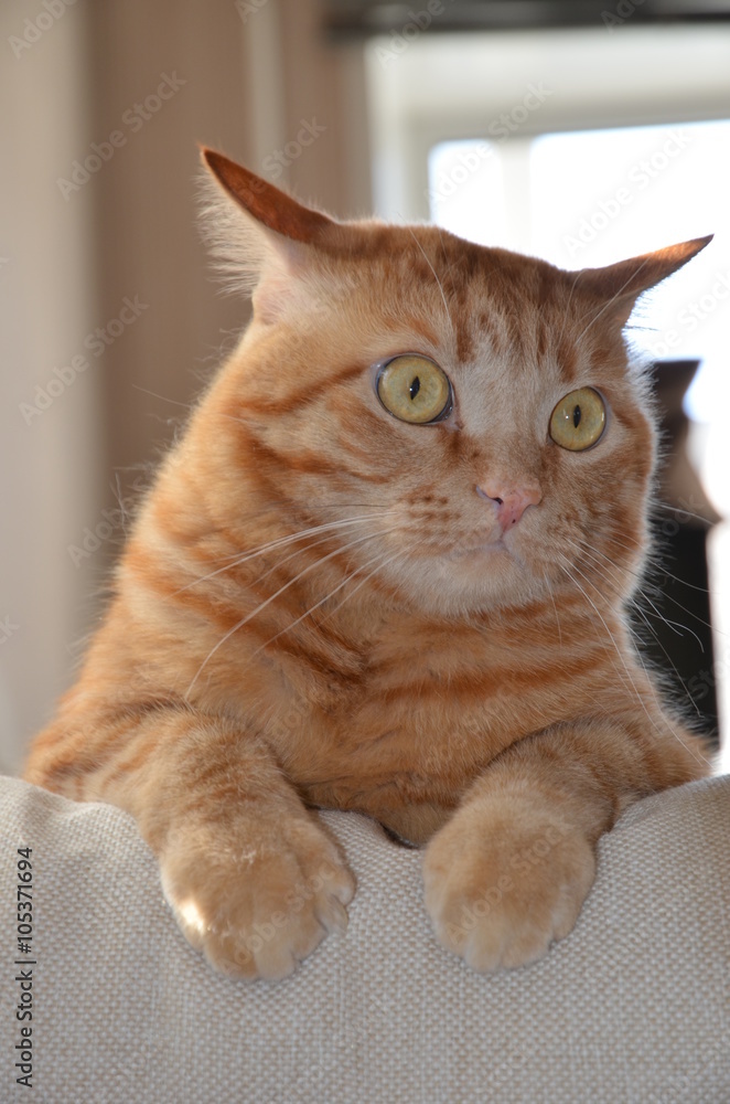red fluffy cat in the morning sun, red tabby cat with yellow eyes red fluffy cat in the morning sun, red tabby cat with yellow eyes