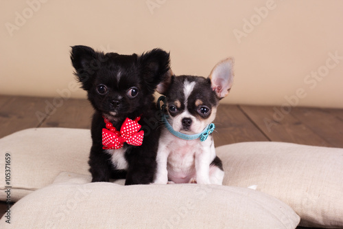 Two chihuahua puppies are wearing dog-collar