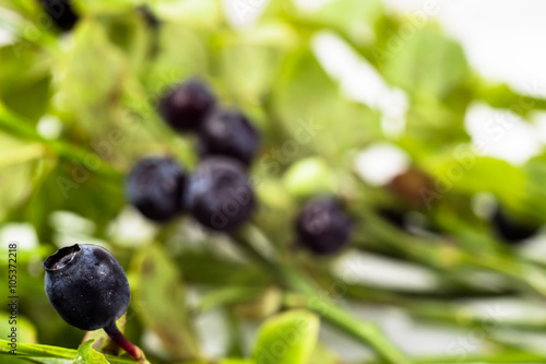 Blueberries on bushes with leaves, macro