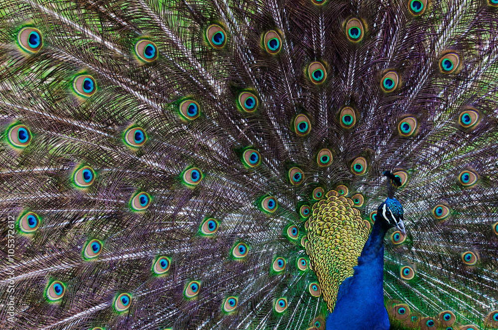 Obraz premium Close up image of a Peacock displaying tail feathers.
