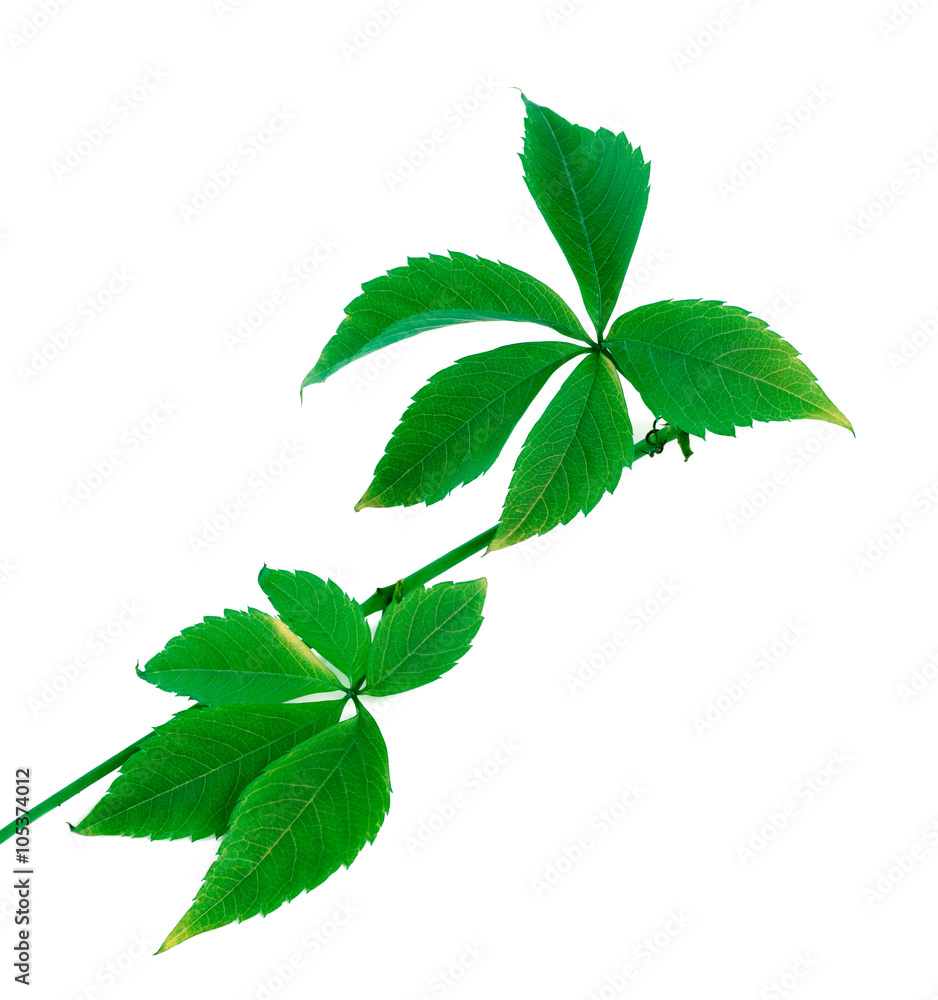Green branch of grapes leaves Green branch of grapes leaves