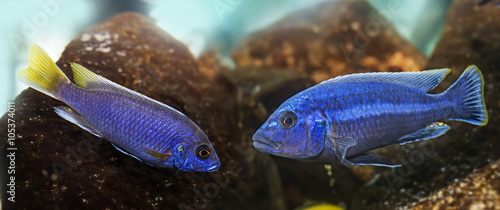 Pseudotropheus saulosi - aquarium fish (Malawi)
