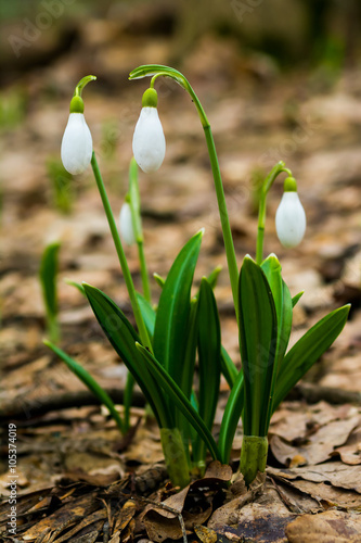 Wallpaper Mural snowdrop in spring Torontodigital.ca