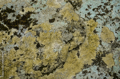 Lichen and Stone