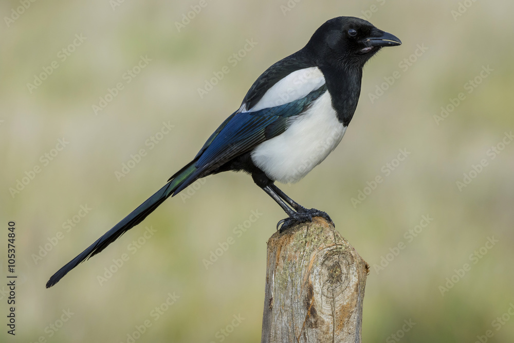 Magpie (Pica pica), perched on a log Magpie (Pica pica), perched on a log