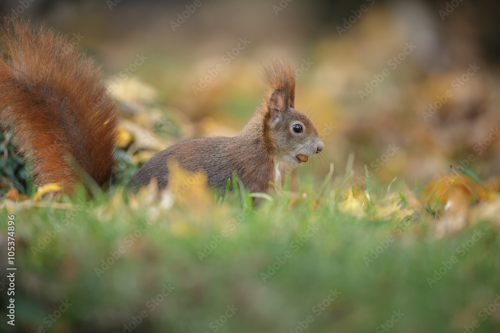 Autumn squirrel with hazelnut