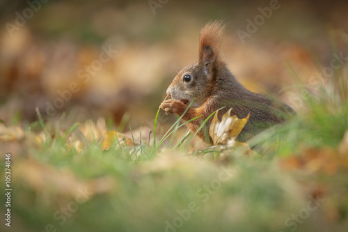 Squirrel in autumn hidiing in grass
