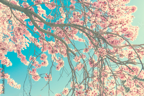 Fotografie Spring blossom