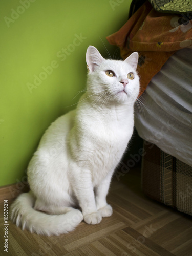 White cat backgrounds