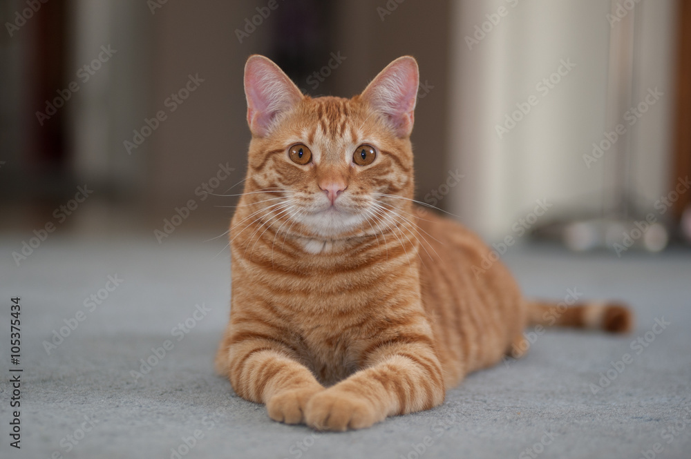 Striped Tabby cat looking forward with both legs out. 