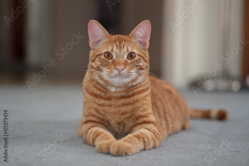 Striped Tabby cat looking forward with both legs out.  © motionshooter