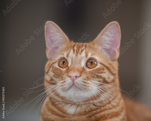 Fototapeta Naklejka Na Ścianę i Meble -  Close up of Tabby cat face looking up
